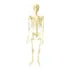 Anatomia Humana El Esqueleto Figura Armable 21 Pz Mi Alegria
